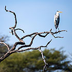 grey heron bird on dead tree