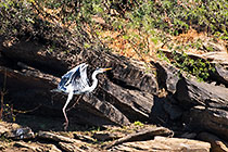 grey heron bird taking off