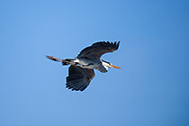 grey heron bird flying