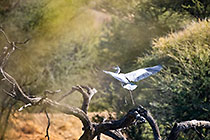 grey heron bird taking off