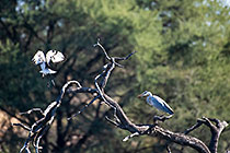 ibis bird taking off dead tree with grey heron