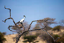 ibis on dead tree