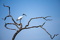 ibis on dead tree