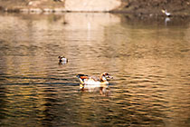 egyptian goose in dam