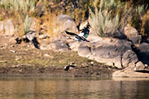 egyptian goose flying