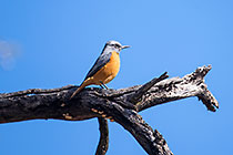 short-toed rock trush bird on branch