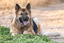 Sheeba dog