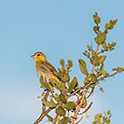 xxx bird on tree