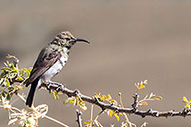 sunbird on branch