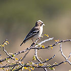 xxx bird on tree