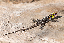 xxx lizard