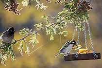 african red-eye bulbul watching acacia pied barbed bird eating apple