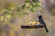 african red-eye bulbul bird eating apple