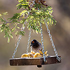 african red-eye bulbul bird eating apple
