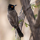 african red-eye bulbul bird in tree
