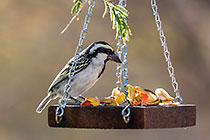 acacia pied barbed bird