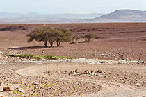 isolated tree