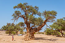 ratatiné