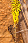 dusky sunbird