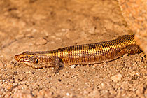 giant plated lizard