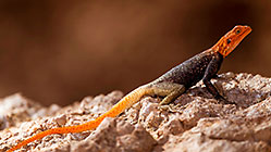 namibian rock agama lizard