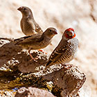 red headed finches