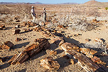 petrified pine tree