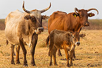 cows