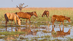 horses