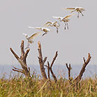 landing