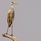 grey heron