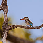 striped kingfisher