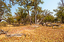 mopani forest