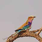 lilac-breasted roller