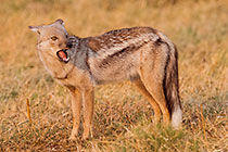 jackal