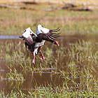goose landing