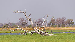 dead tree