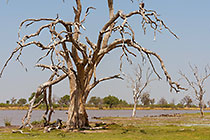 dead tree
