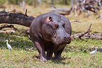 hippo