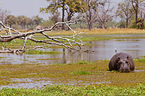 hippo