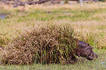 hippograss