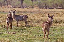 waterbucks