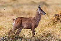 waterbuck