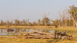 marsh