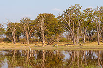 reflection