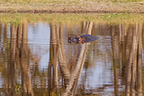 hippo