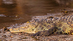 crocodile