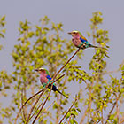 lillac breasted rollers