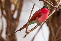 bee-eater