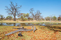 marsh